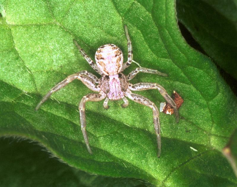 Xysticus_ZZXYX_F1520_Z_77_Les Gris_Frankrijk.jpg